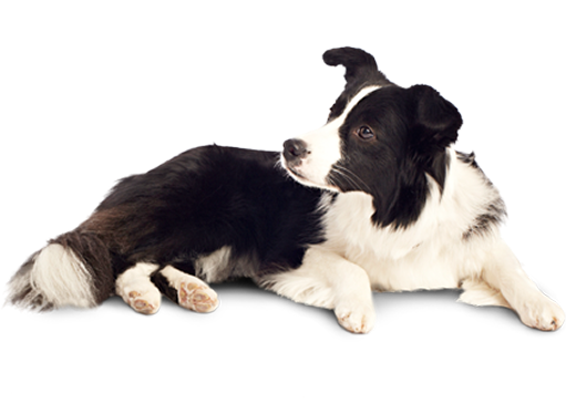 Dog Illustration